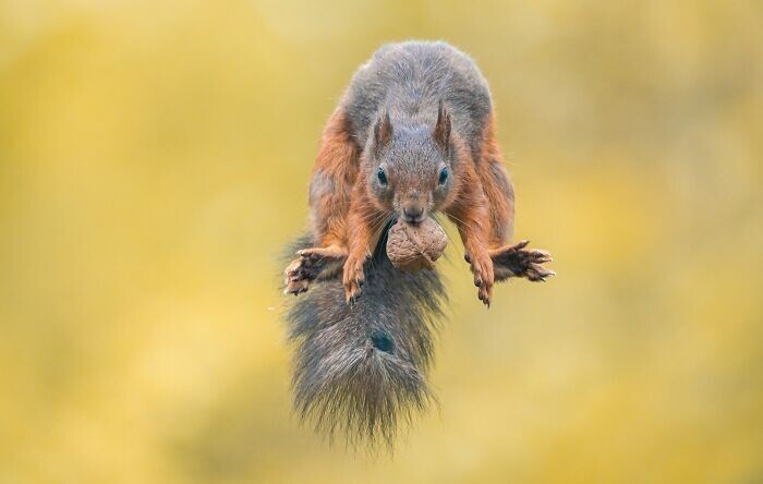 Jumping Squirrels (20 pics)