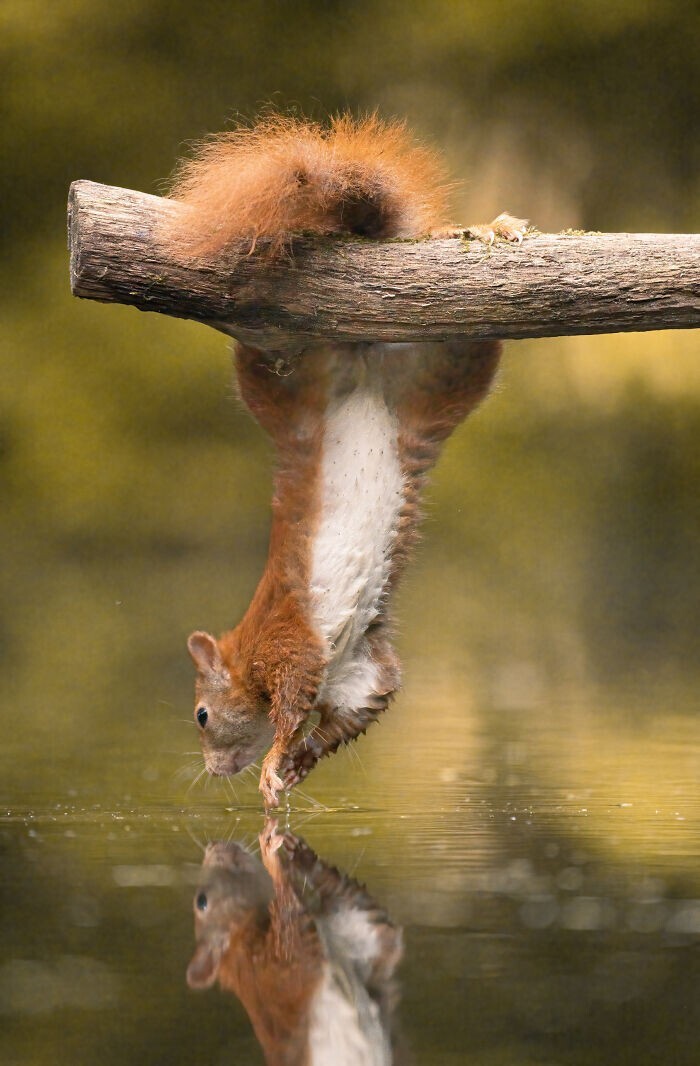 Jumping Squirrels (20 pics)