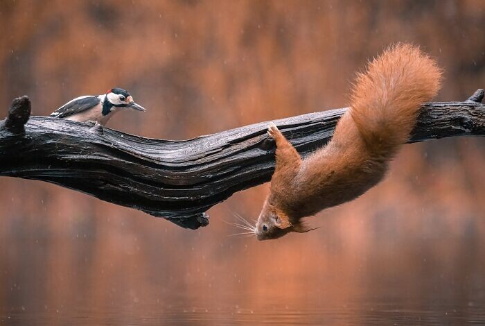 Jumping Squirrels (20 pics)