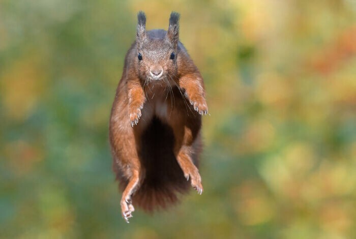 Jumping Squirrels (20 pics)