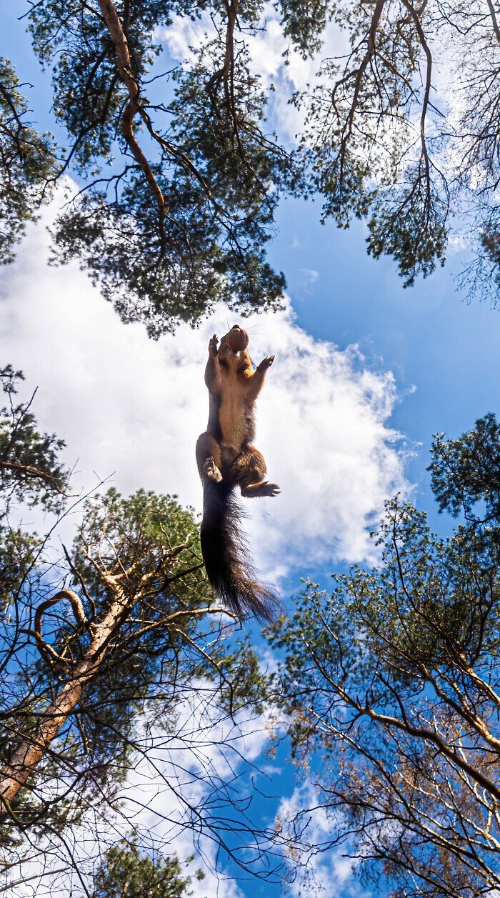 Jumping Squirrels (20 pics)