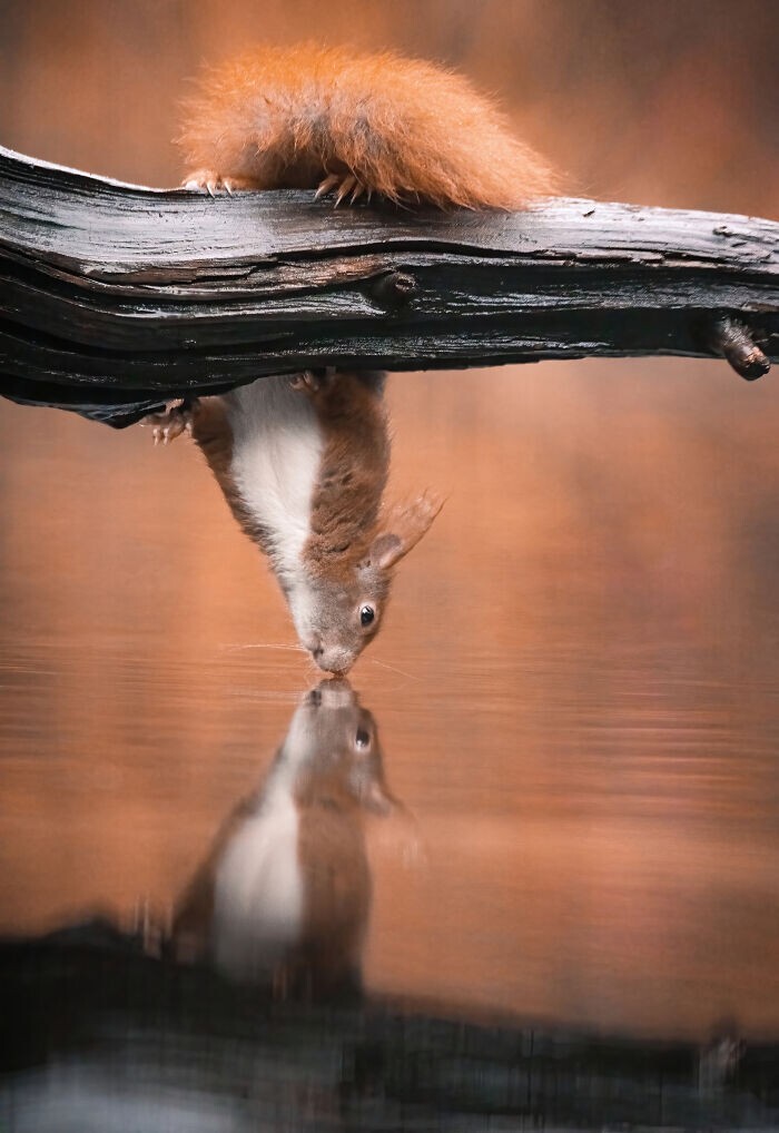 Jumping Squirrels (20 pics)