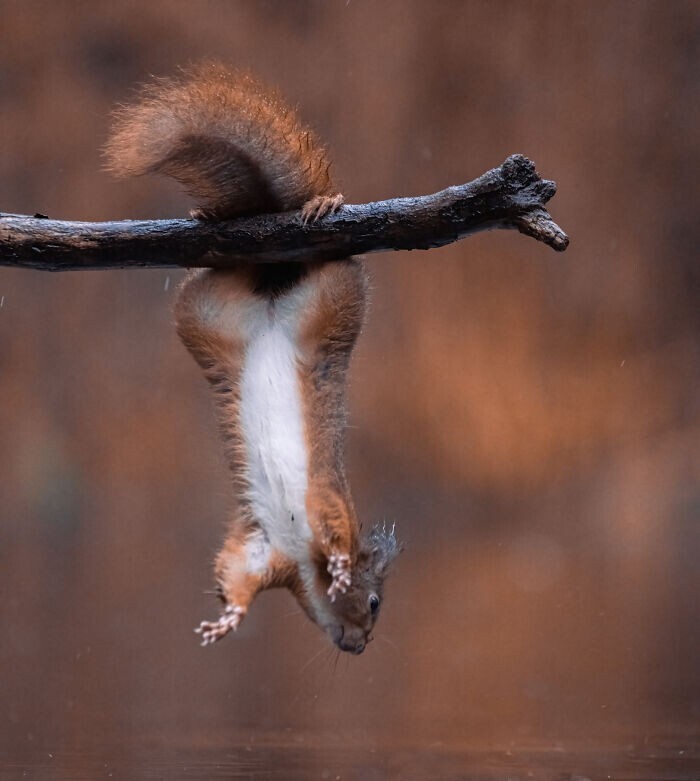 Jumping Squirrels (20 pics)