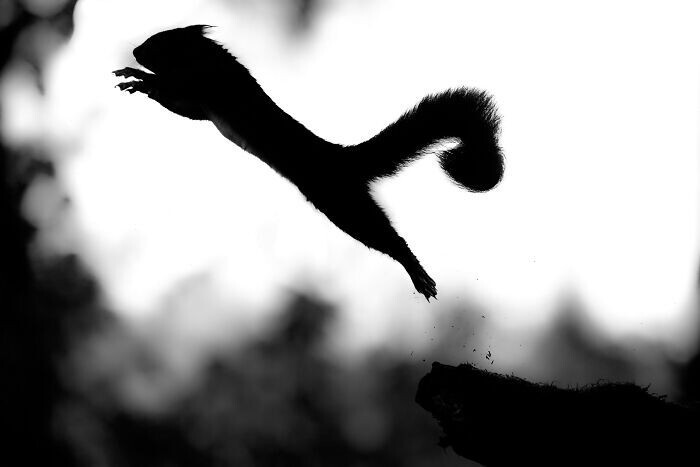 Jumping Squirrels (20 pics)