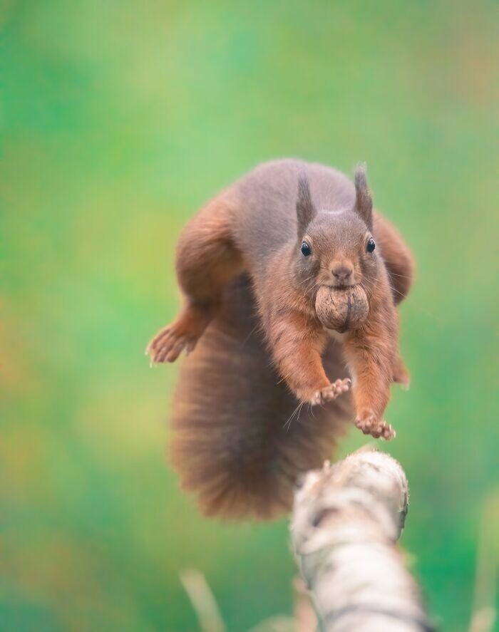 Jumping Squirrels (20 pics)