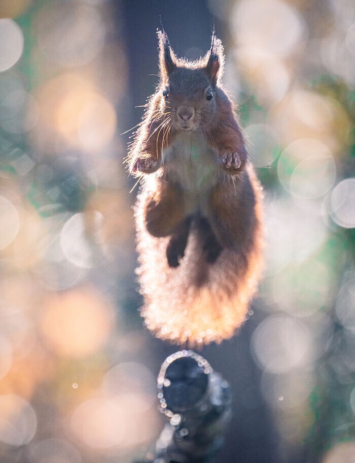 Jumping Squirrels (20 pics)