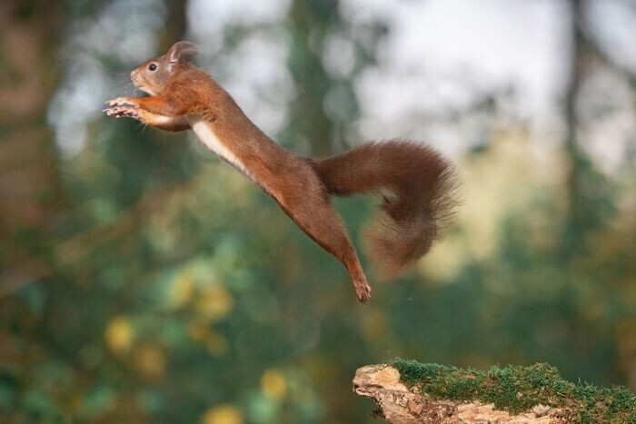 Jumping Squirrels (20 pics)