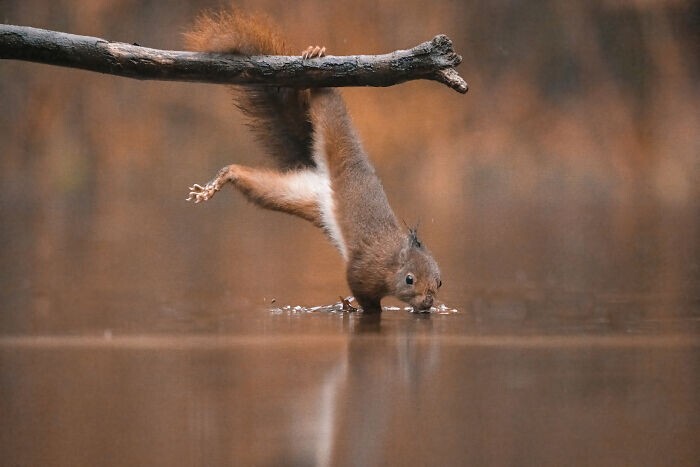 Jumping Squirrels (20 pics)