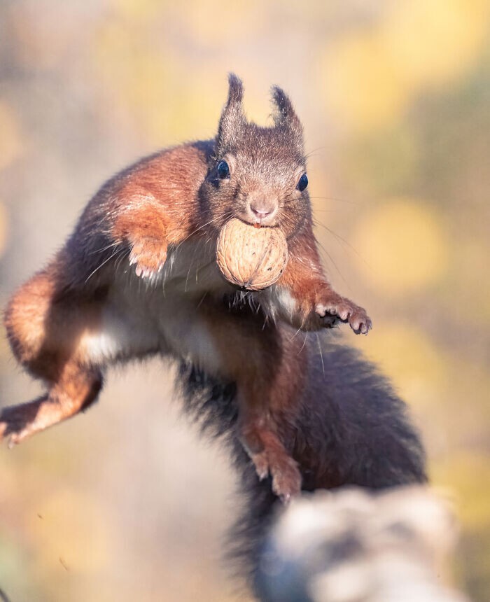 Jumping Squirrels (20 pics)