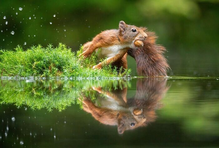 Jumping Squirrels (20 pics)