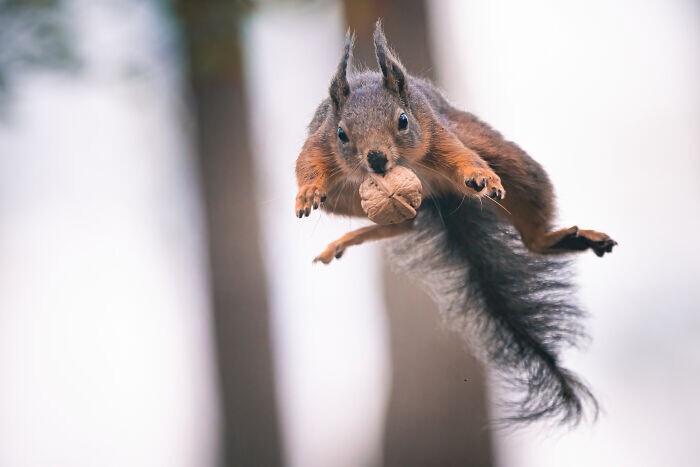 Jumping Squirrels (20 pics)