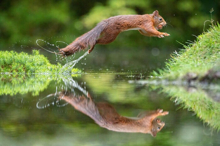 Jumping Squirrels (20 pics)