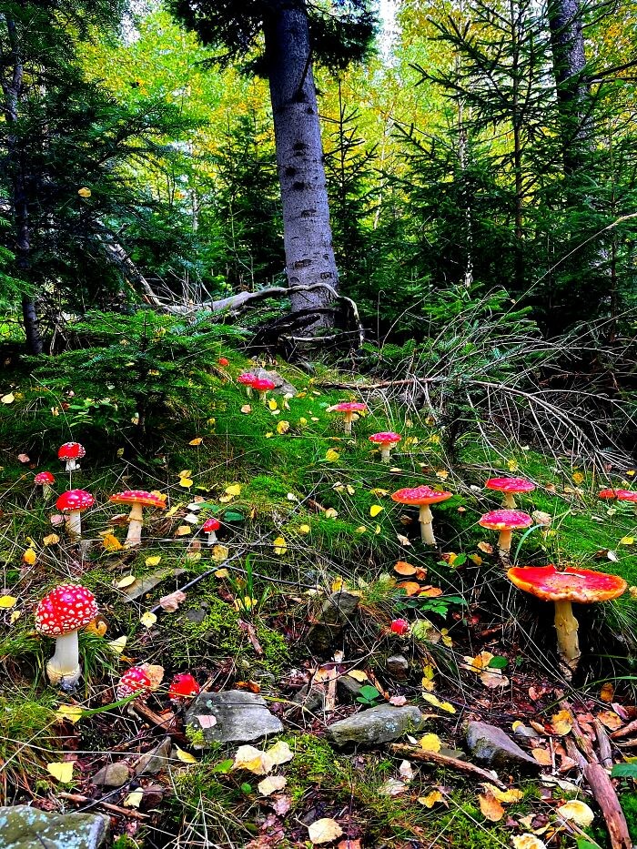 Unusual Finds Of Mushroom Pickers (23 pics)