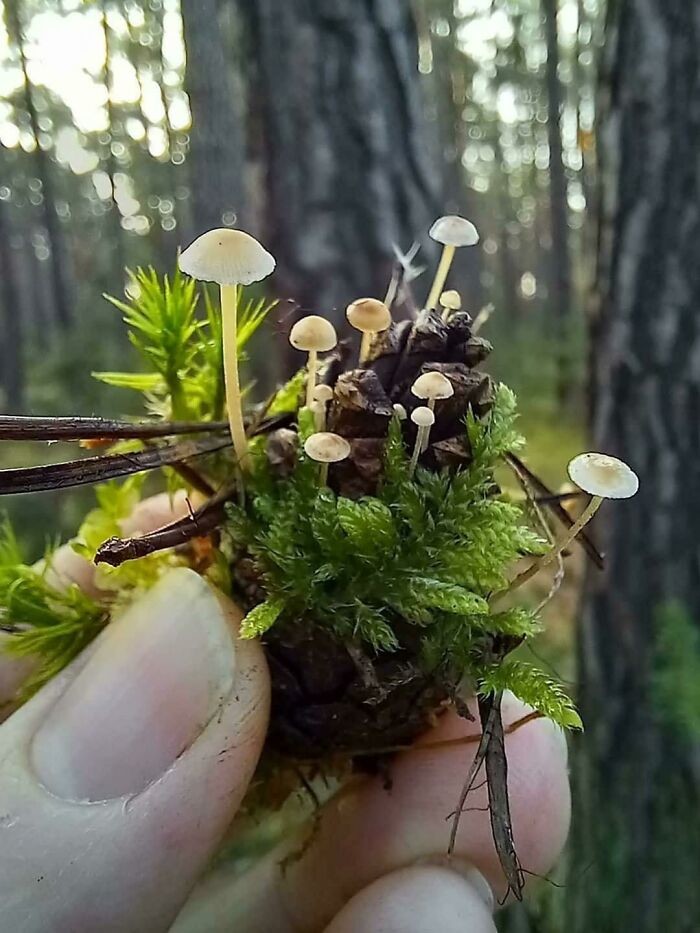 Unusual Finds Of Mushroom Pickers (23 pics)