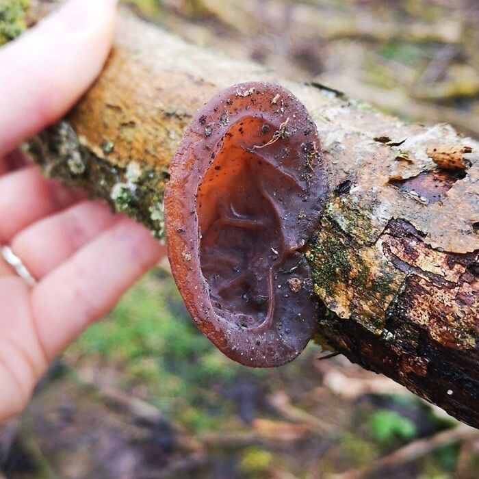 Unusual Finds Of Mushroom Pickers (23 pics)