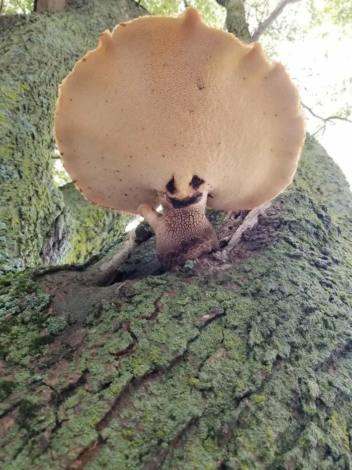 Unusual Finds Of Mushroom Pickers (23 pics)