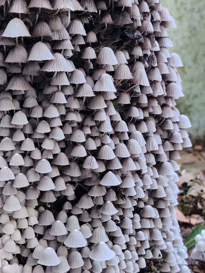 Unusual Finds Of Mushroom Pickers (23 pics)