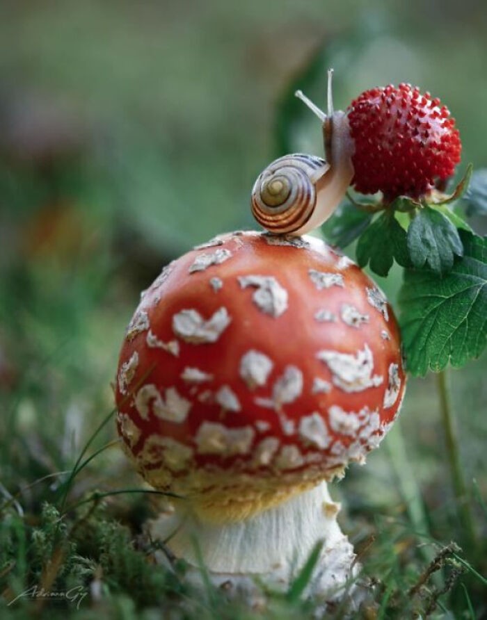 Unusual Finds Of Mushroom Pickers (23 pics)