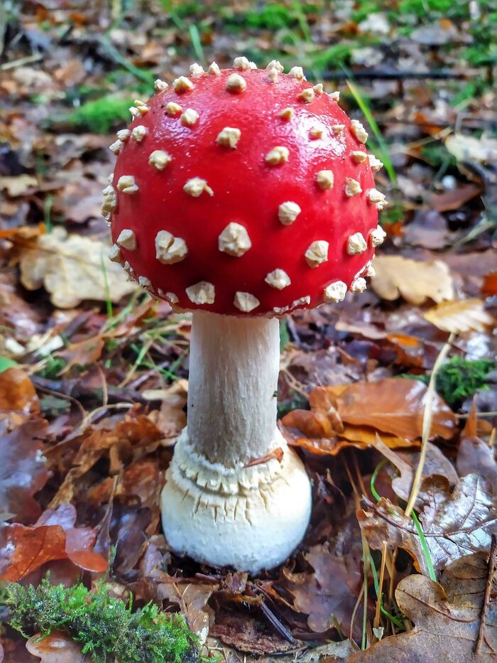 Unusual Finds Of Mushroom Pickers (23 pics)