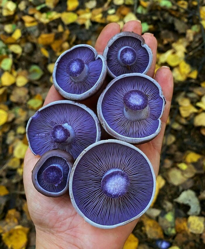 Unusual Finds Of Mushroom Pickers (23 pics)