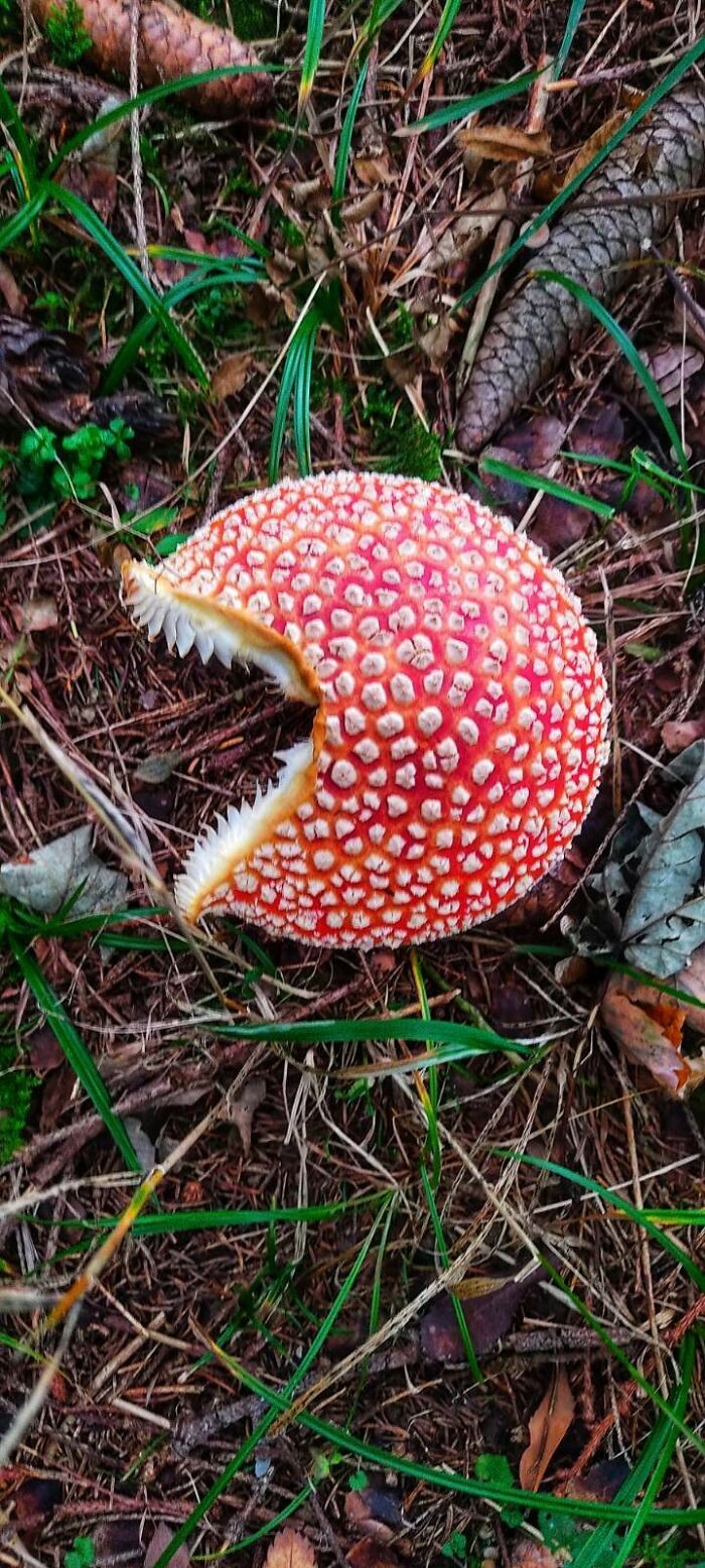 Unusual Finds Of Mushroom Pickers (23 pics)