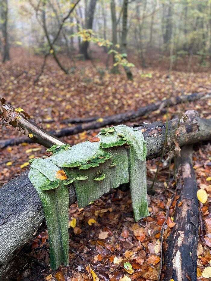 Unusual Finds Of Mushroom Pickers (23 pics)