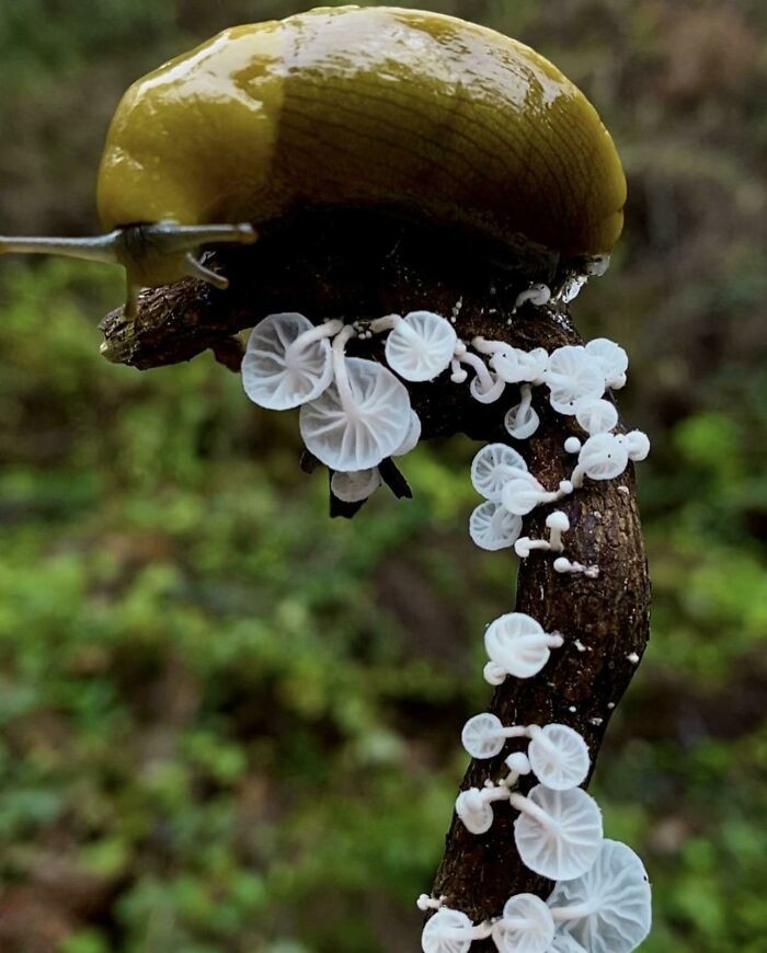 Unusual Finds Of Mushroom Pickers (23 pics)