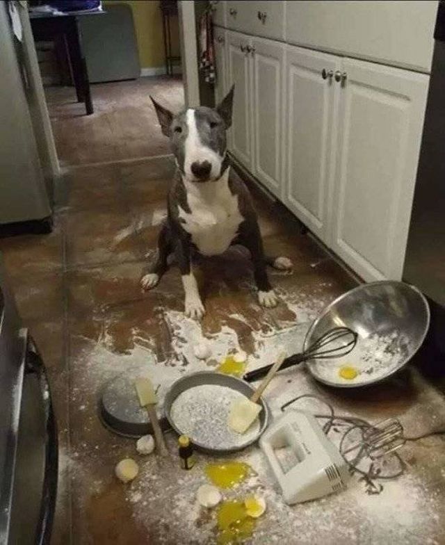 Funny Animals (61 pics)
