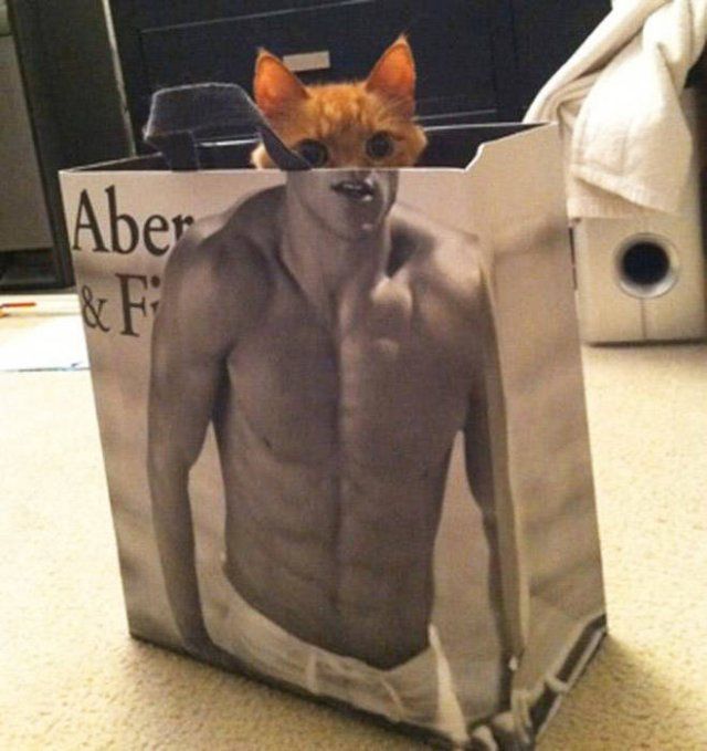 ''Sporty'' Cats (21 pics)