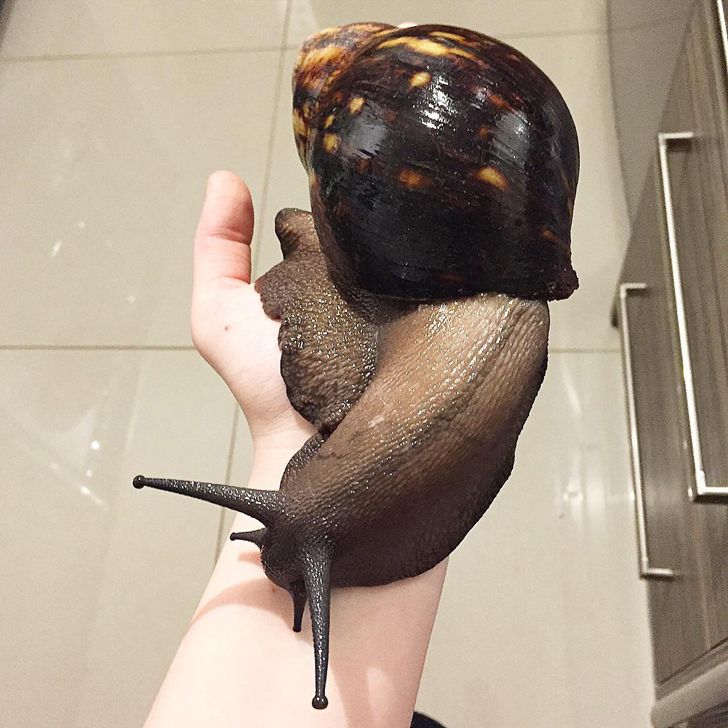 Huge Finds (21 pics)