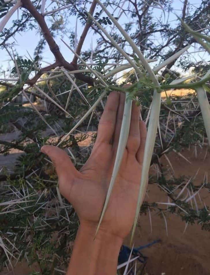 Huge Finds (21 pics)