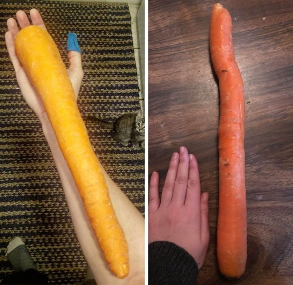 Huge Finds (21 pics)