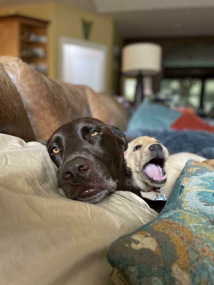 Funny Dogs (25 pics)