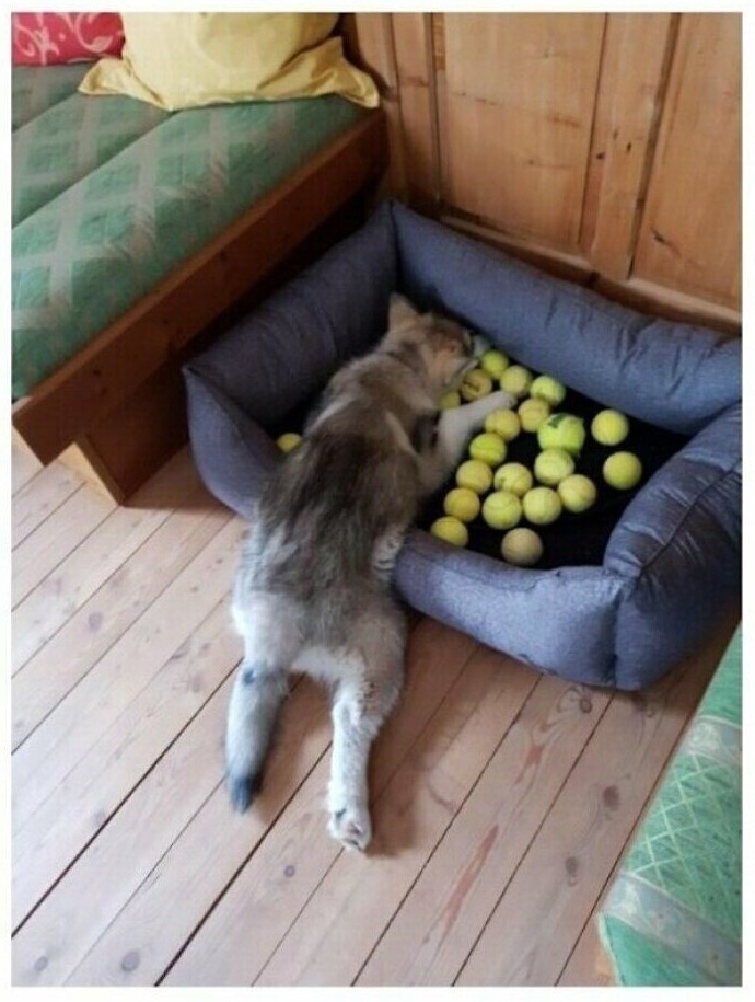 Funny Dogs (25 pics)
