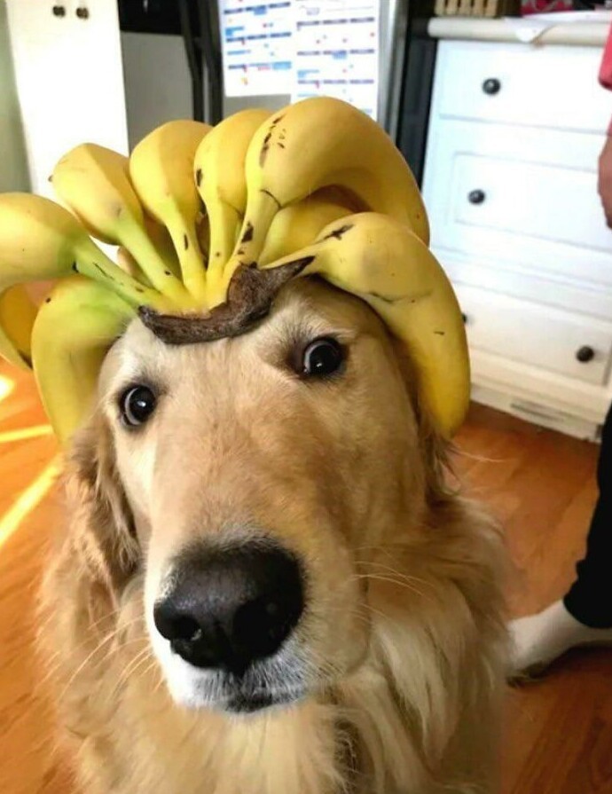 Funny Dogs (25 pics)