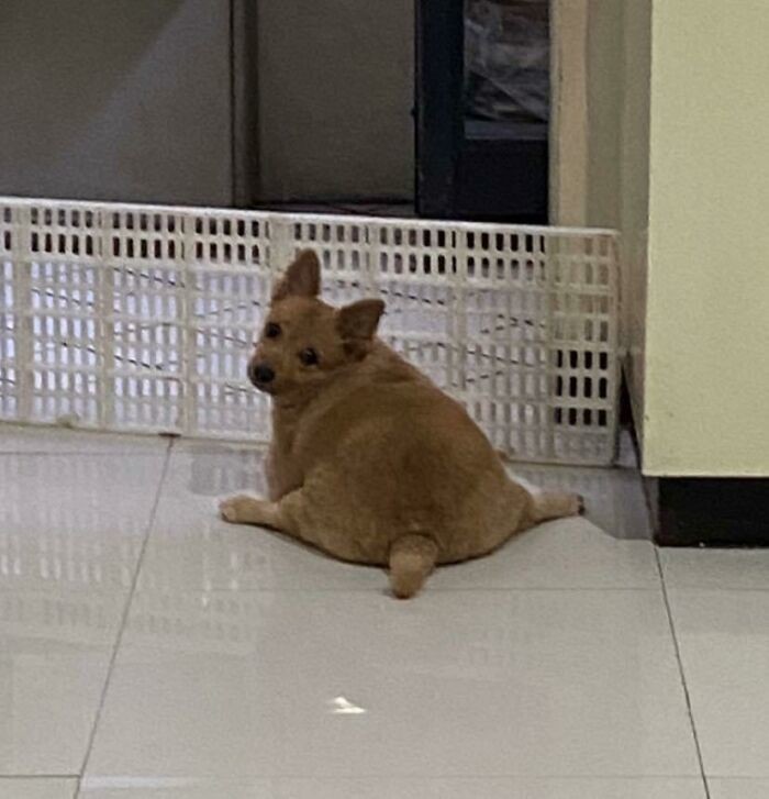 Funny Dogs (25 pics)