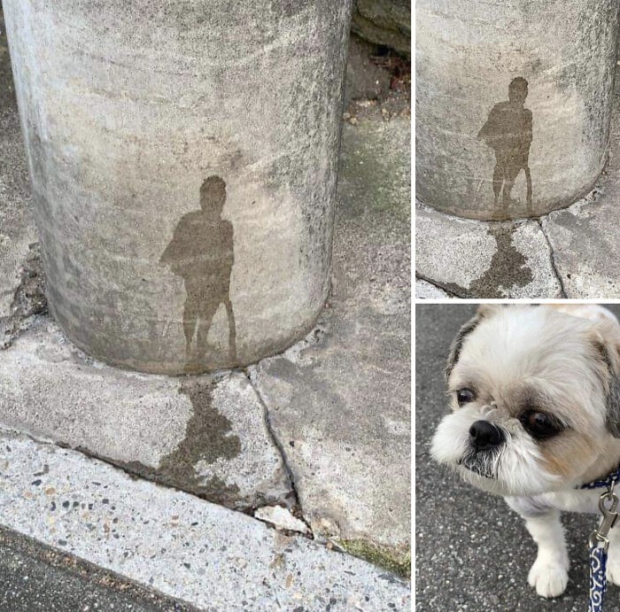 Funny Dogs (25 pics)