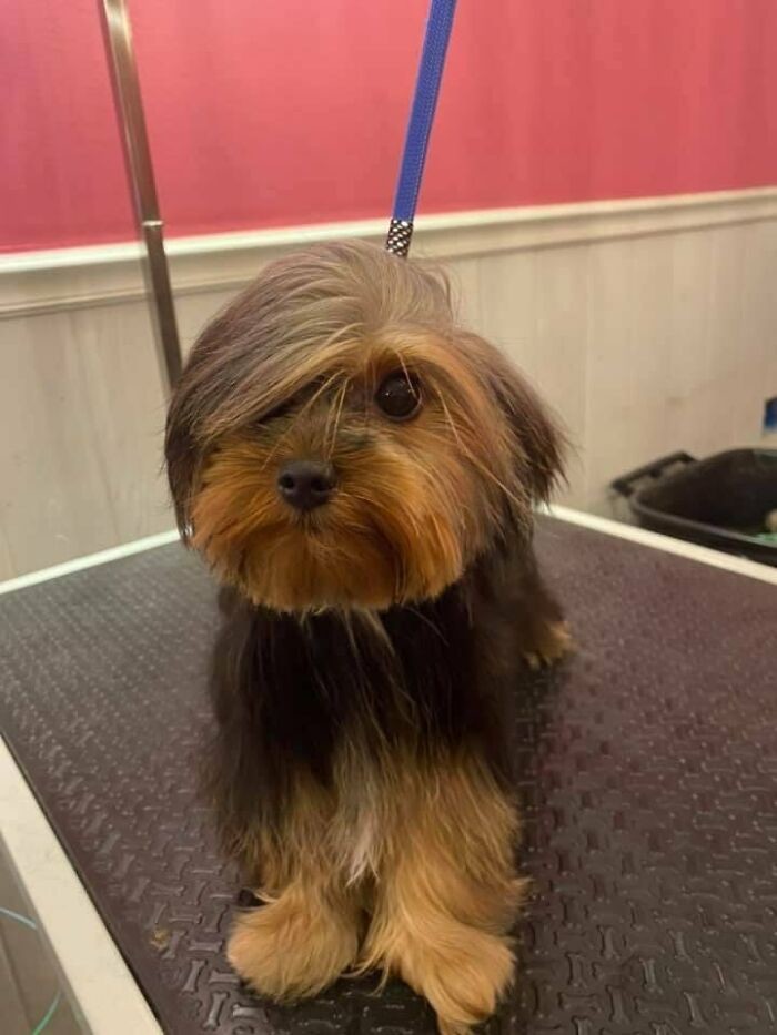 Funny Dogs (25 pics)