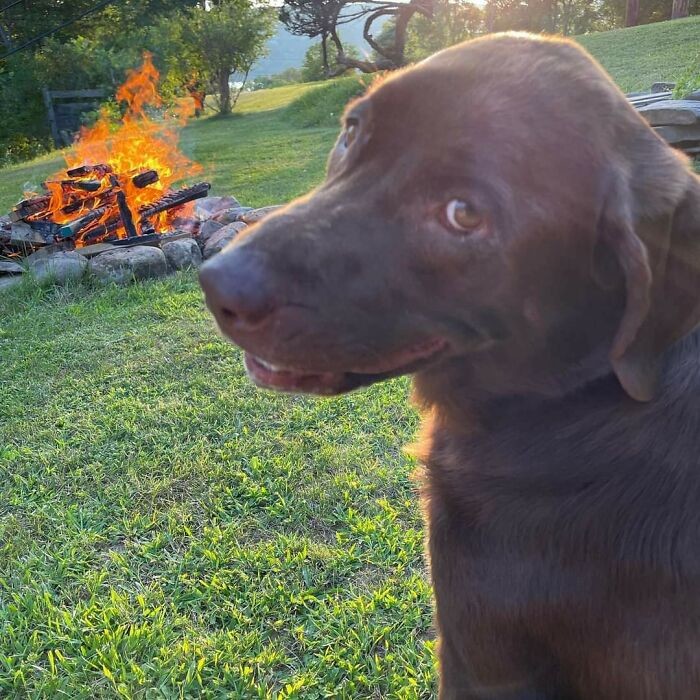 Funny Dogs (25 pics)