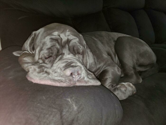 Funny Dogs (25 pics)