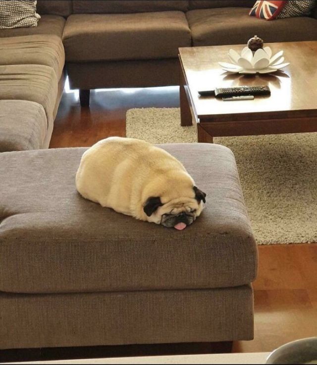 Funny Dogs (25 pics)