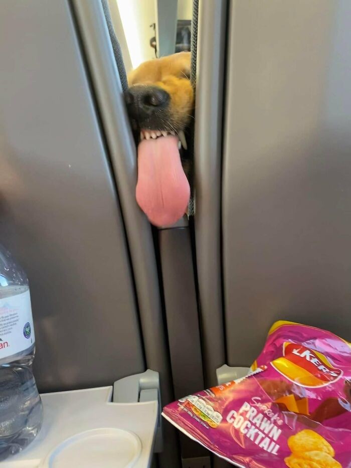 Funny Dogs (25 pics)