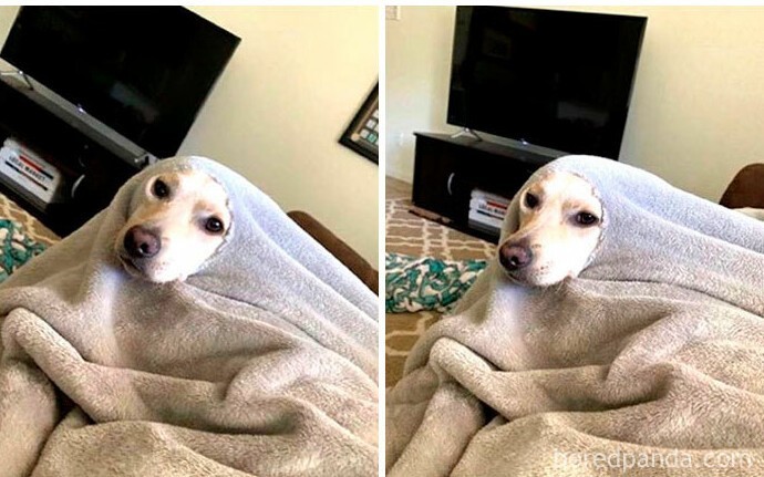 Funny Dogs (25 pics)