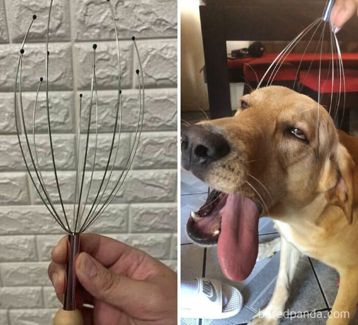 Funny Dogs (25 pics)