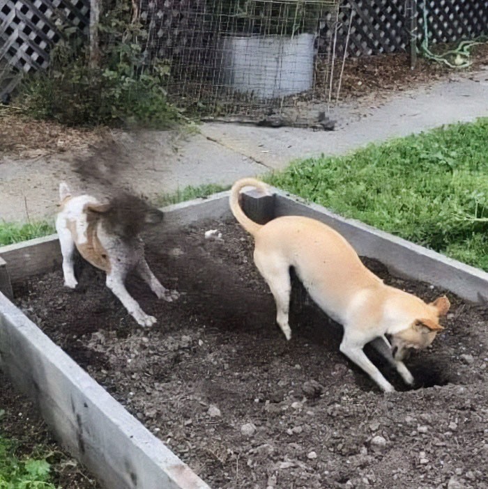 Funny Dogs (25 pics)