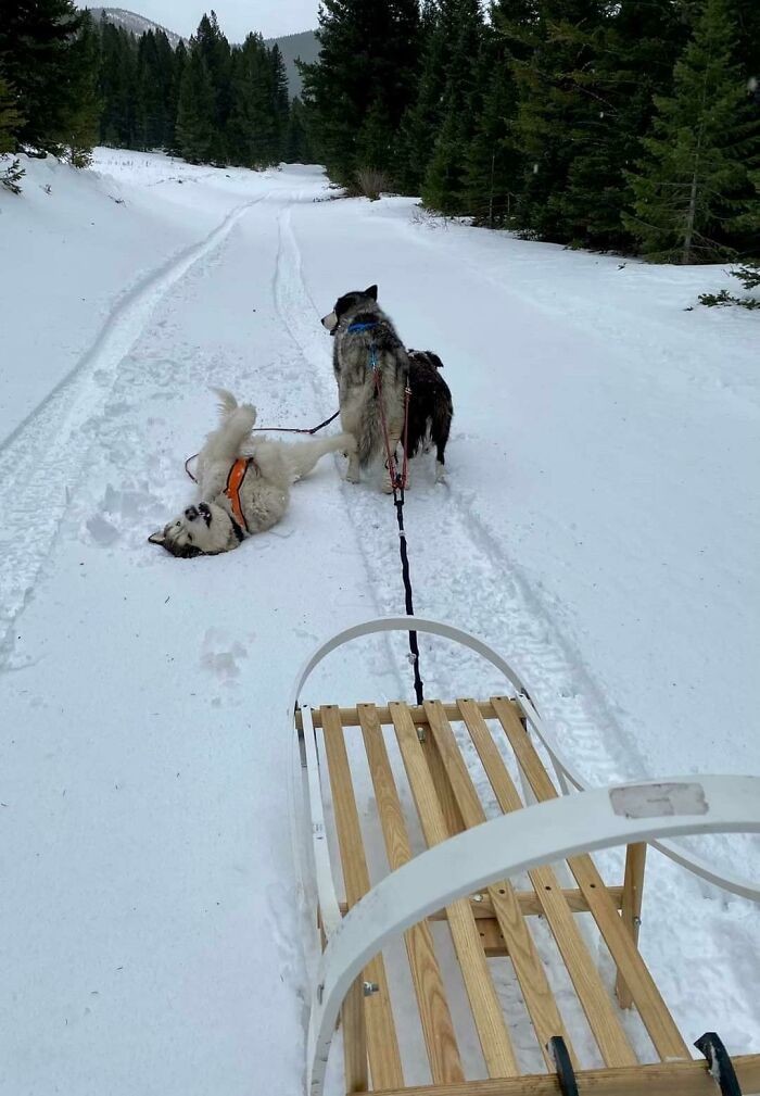 Funny Dogs (25 pics)
