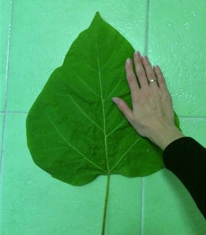 Huge Things (20 pics)