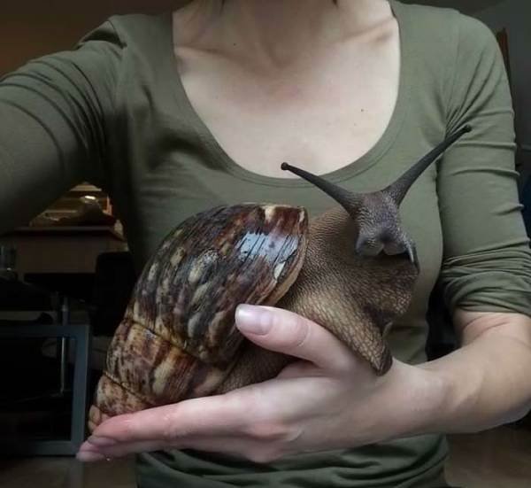 Huge Things (20 pics)