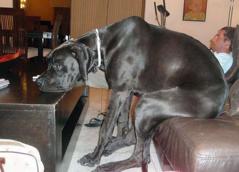 Huge Things (20 pics)