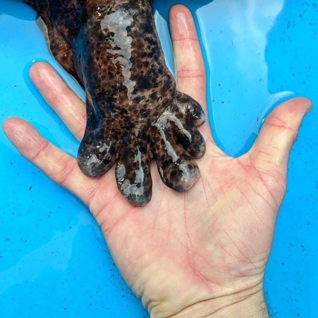 Huge Things (20 pics)